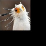 Foto del perfil de axiomatickook54